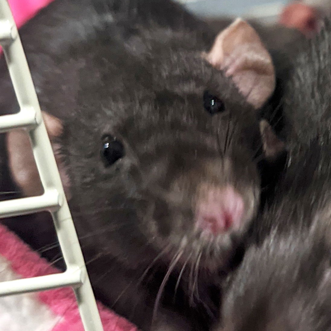 adoptable Rat in Fort Atkinson, WI named Gladys Knight - Name Your Own Adoption Fee!