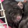 adoptable Rat in , WI named Gladys Knight - Name Your Own Adoption Fee!