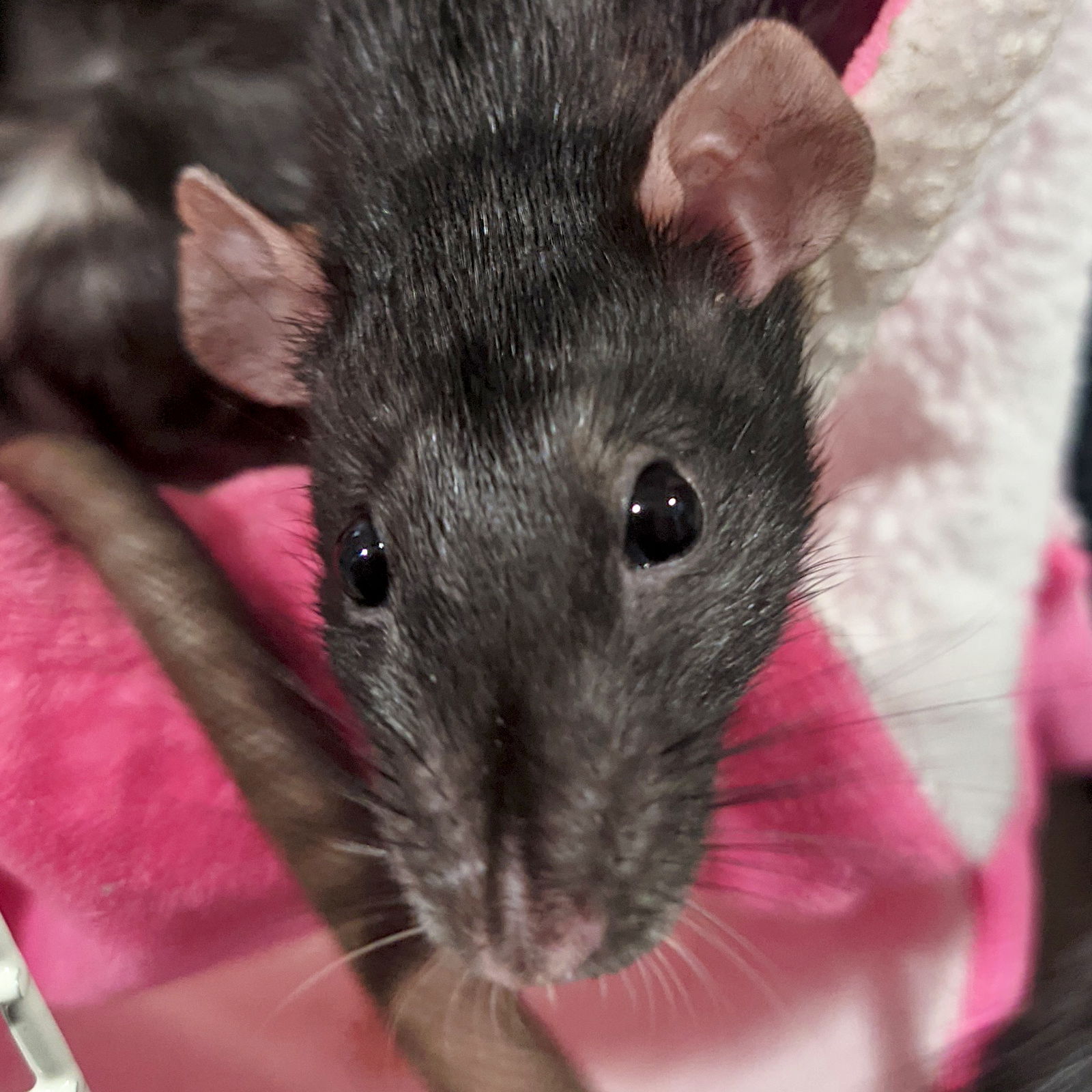 adoptable Rat in Fort Atkinson, WI named Tina Turner - Name Your Own Adoption Fee!