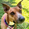 adoptable Dog in , WI named Rusty - Name Your Own Adoption Fee!