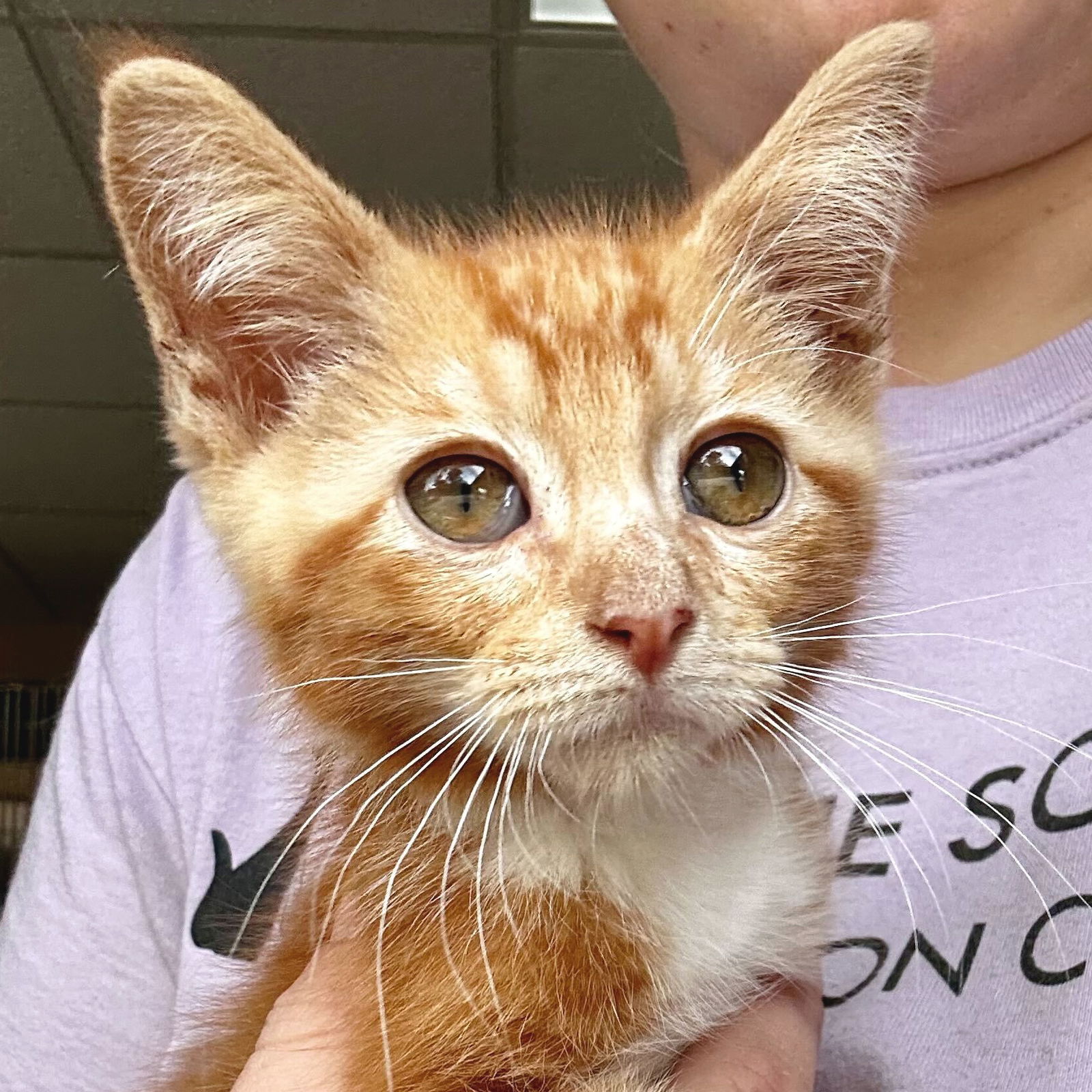 adoptable Cat in Fort Atkinson, WI named Tom Hanks - Name Your Own Adoption Fee!