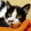 adoptable Cat in Fort Atkinson, WI named Baby Dot - Adoption Fee Paid!