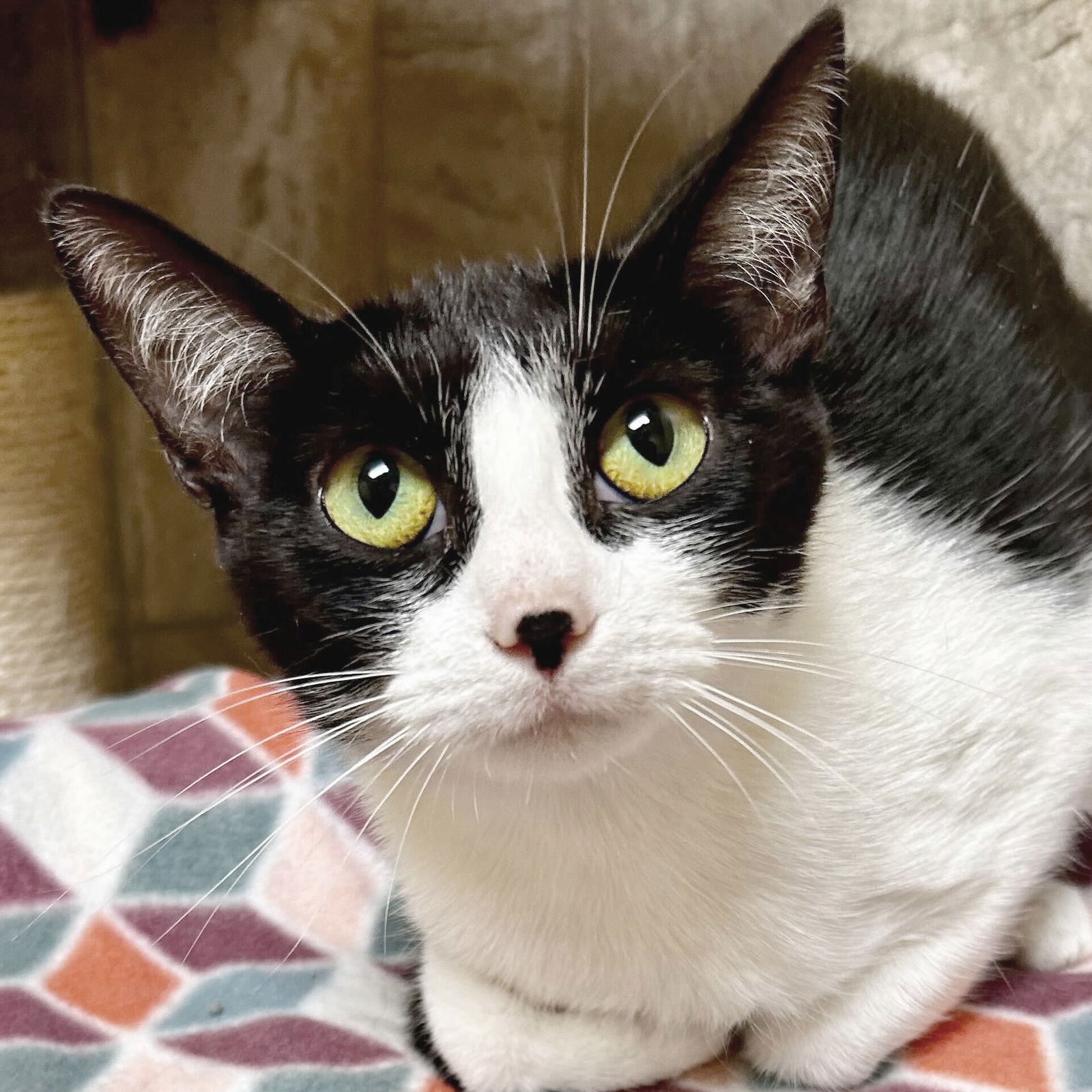 adoptable Cat in Fort Atkinson, WI named Oreos - Adoption Fee Paid!