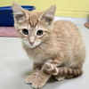 adoptable Cat in , WI named Thomas - Name Your Own Adoption Fee!