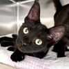 adoptable Cat in Fort Atkinson, WI named Pecan Torte - Name Your Own Adoption Fee!