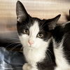 adoptable Cat in Fort Atkinson, WI named Mr. Meow - Name Your Own Adoption Fee!