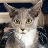 adoptable Cat in , WI named Chap - Name Your Own Adoption Fee!