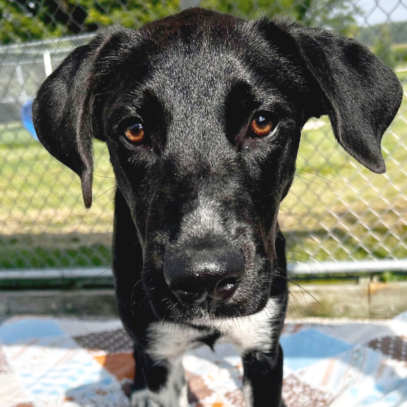 adoptable Dog in Fort Atkinson, WI named Vinnie - Name Your Own Adoption Fee!