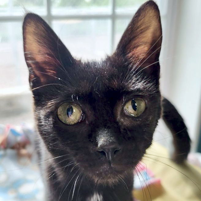 adoptable Cat in Fort Atkinson, WI named Jules - Name Your Own Adoption Fee!