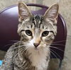 adoptable Cat in , WI named Rossi - Name Your Own Adoption Fee!