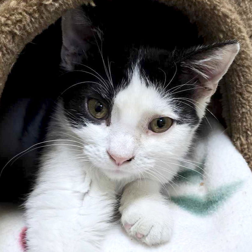 adoptable Cat in Fort Atkinson, WI named Boo Boo - Name Your Own Adoption Fee!