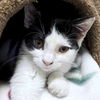 adoptable Cat in , WI named Boo Boo - Name Your Own Adoption Fee!