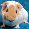 adoptable Guinea Pig in  named Waffle - Bonded with Pancake