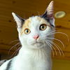 adoptable Cat in , WI named Stella - Name Your Own Adoption Fee!