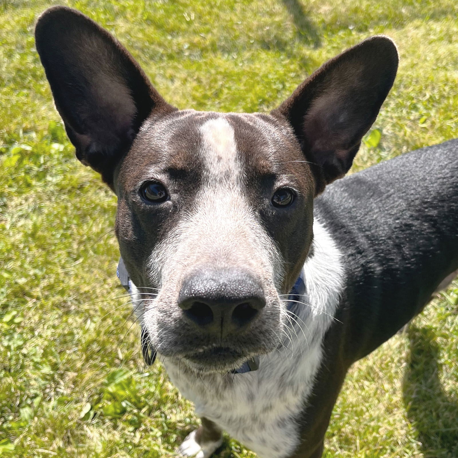 adoptable Dog in Fort Atkinson, WI named Wrangler