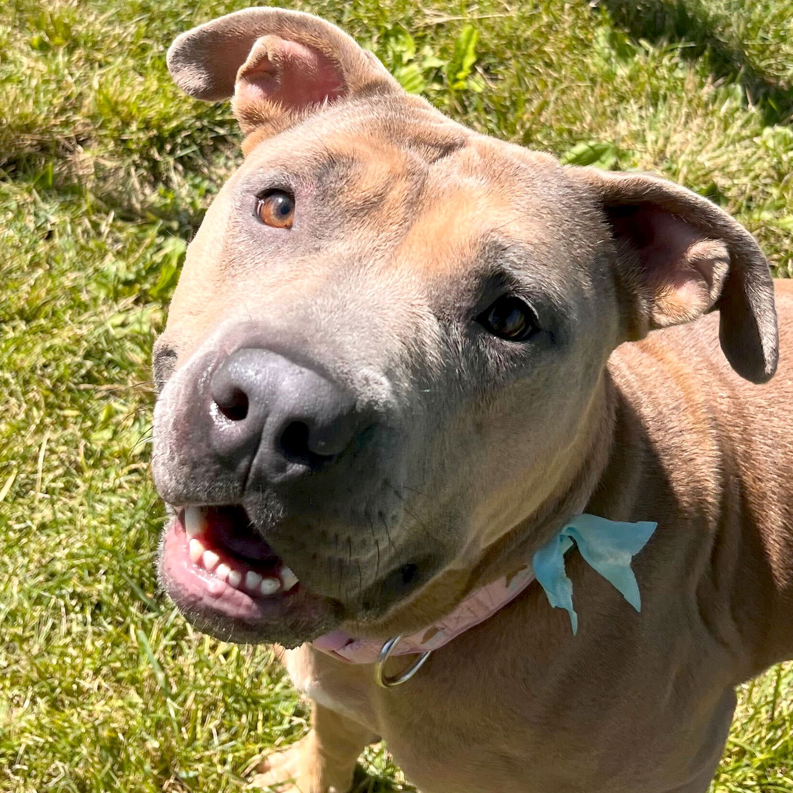 adoptable Dog in Fort Atkinson, WI named Missy - Name Your Own Adoption Fee!