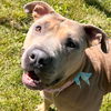 adoptable Dog in , WI named Missy - Name Your Own Adoption Fee!