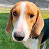 adoptable Dog in  named Kelter - Name Your Own Adoption Fee!