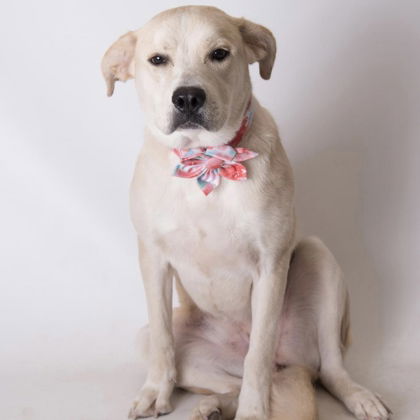 adoptable Dog in Fort Atkinson, WI named Nini