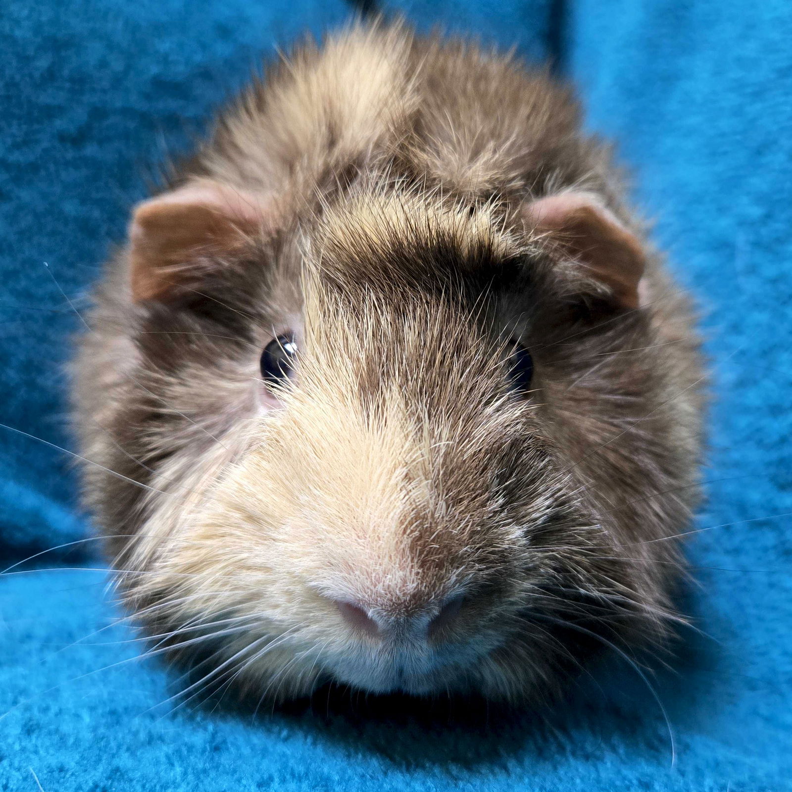 adoptable Guinea Pig in Fort Atkinson, WI named Pancake - Bonded with Waffle