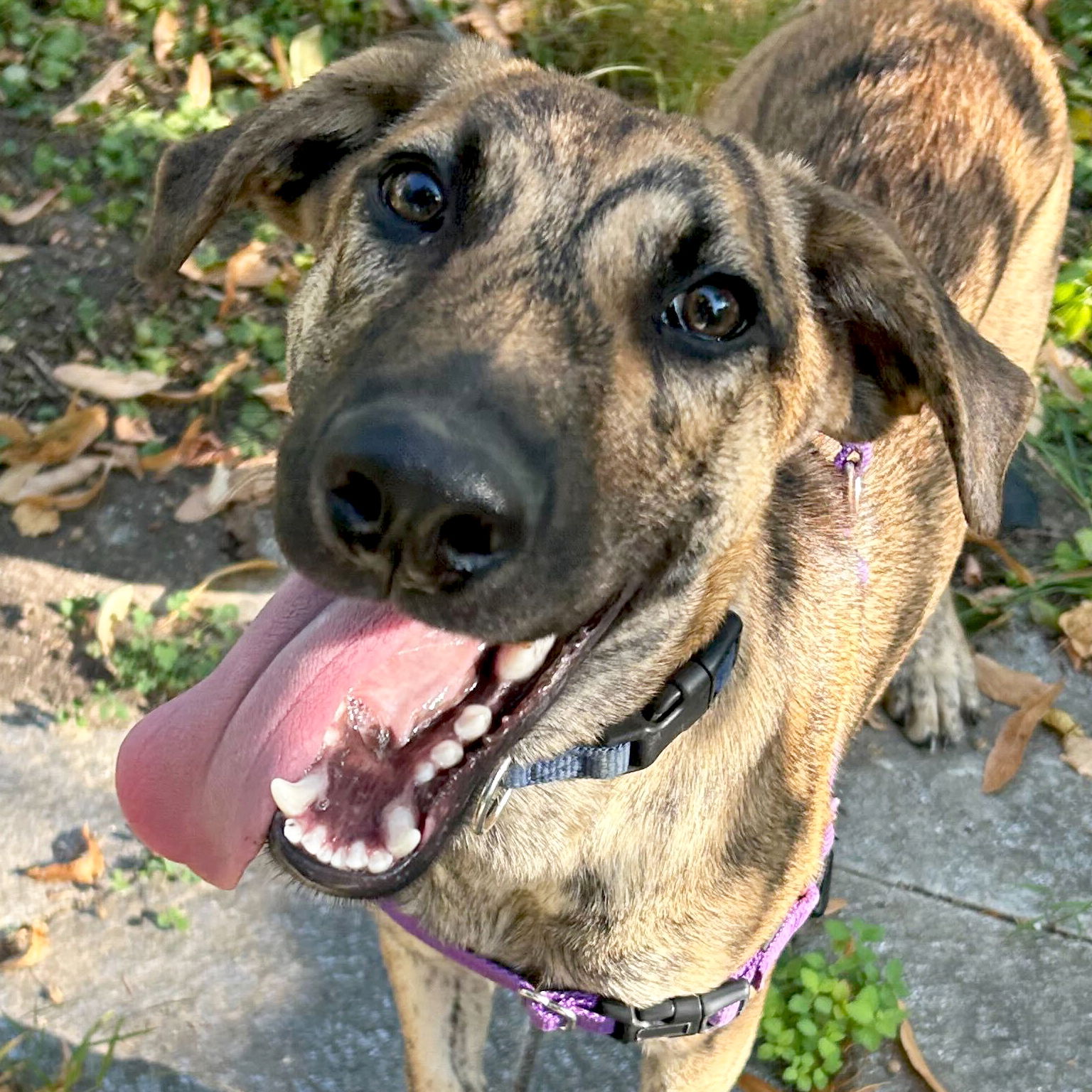 adoptable Dog in Fort Atkinson, WI named Dentyne