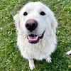 adoptable Dog in , WI named Tundra - Reduced Fee!