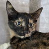 adoptable Cat in  named Blueberry Popsicle - Reduced Fee!