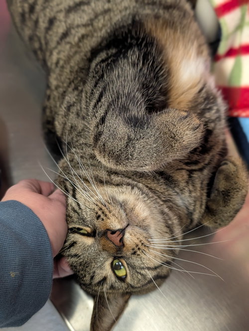 PETE - NAME YOUR OWN ADOPTION FEE! - Domestic Short Hair available for adoption
