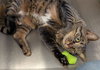 Pete - Name Your Own Adoption Fee! - Photo 3