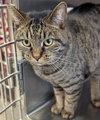 Pete - Name Your Own Adoption Fee! - Photo 4