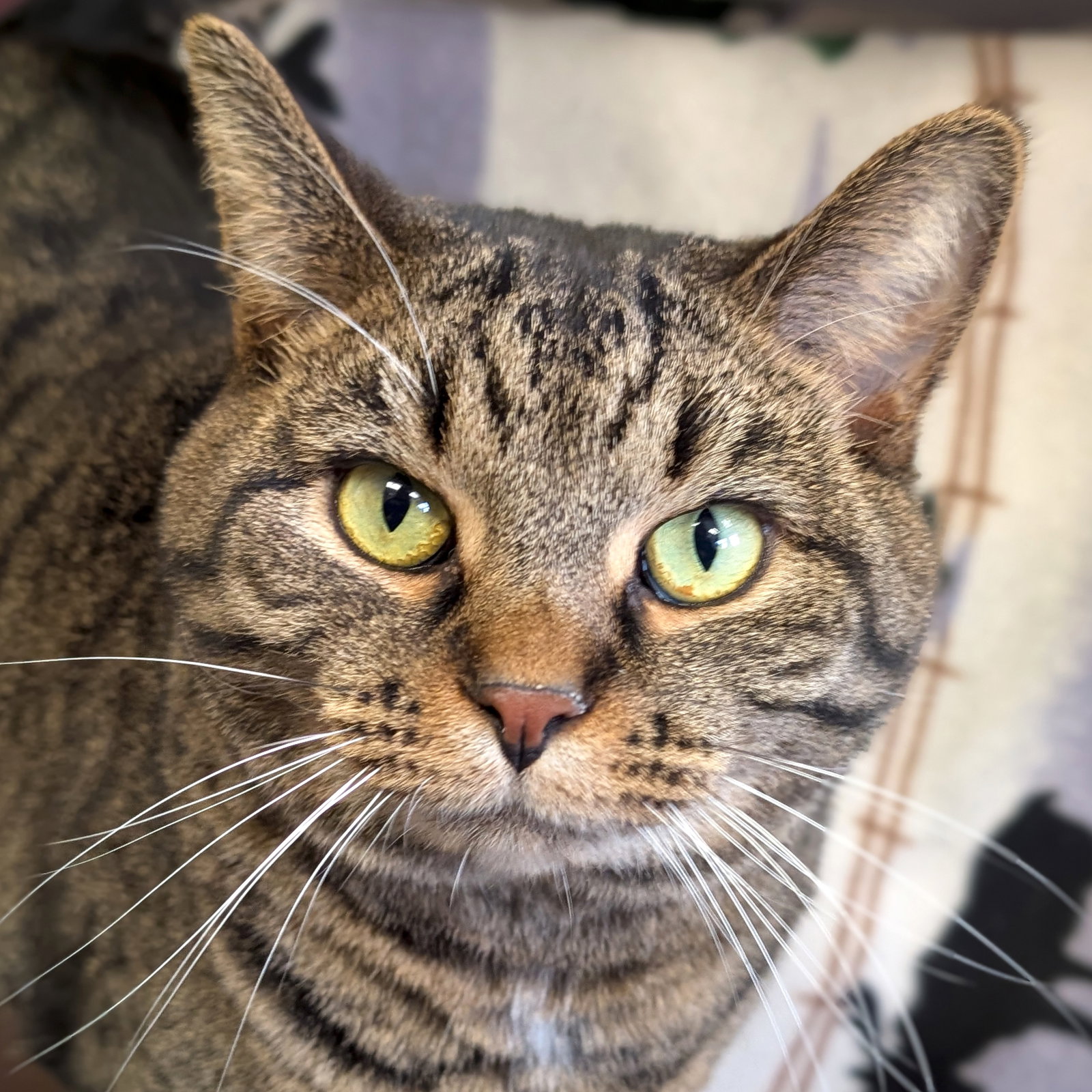 Pete - Name Your Own Adoption Fee! Image