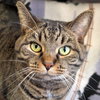 Pete - Name Your Own Adoption Fee! - Photo 1