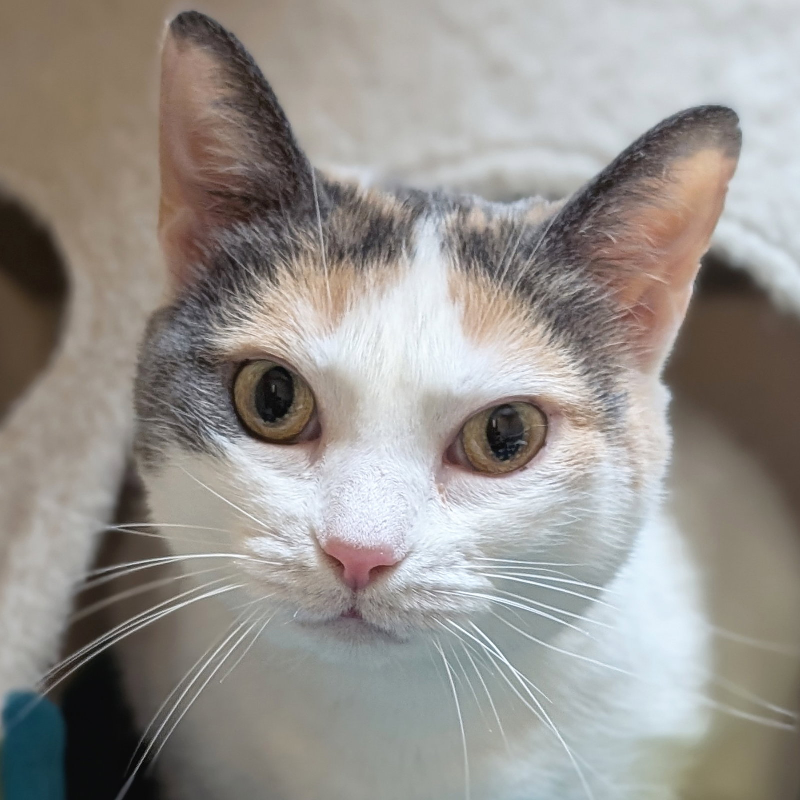 Abby Image