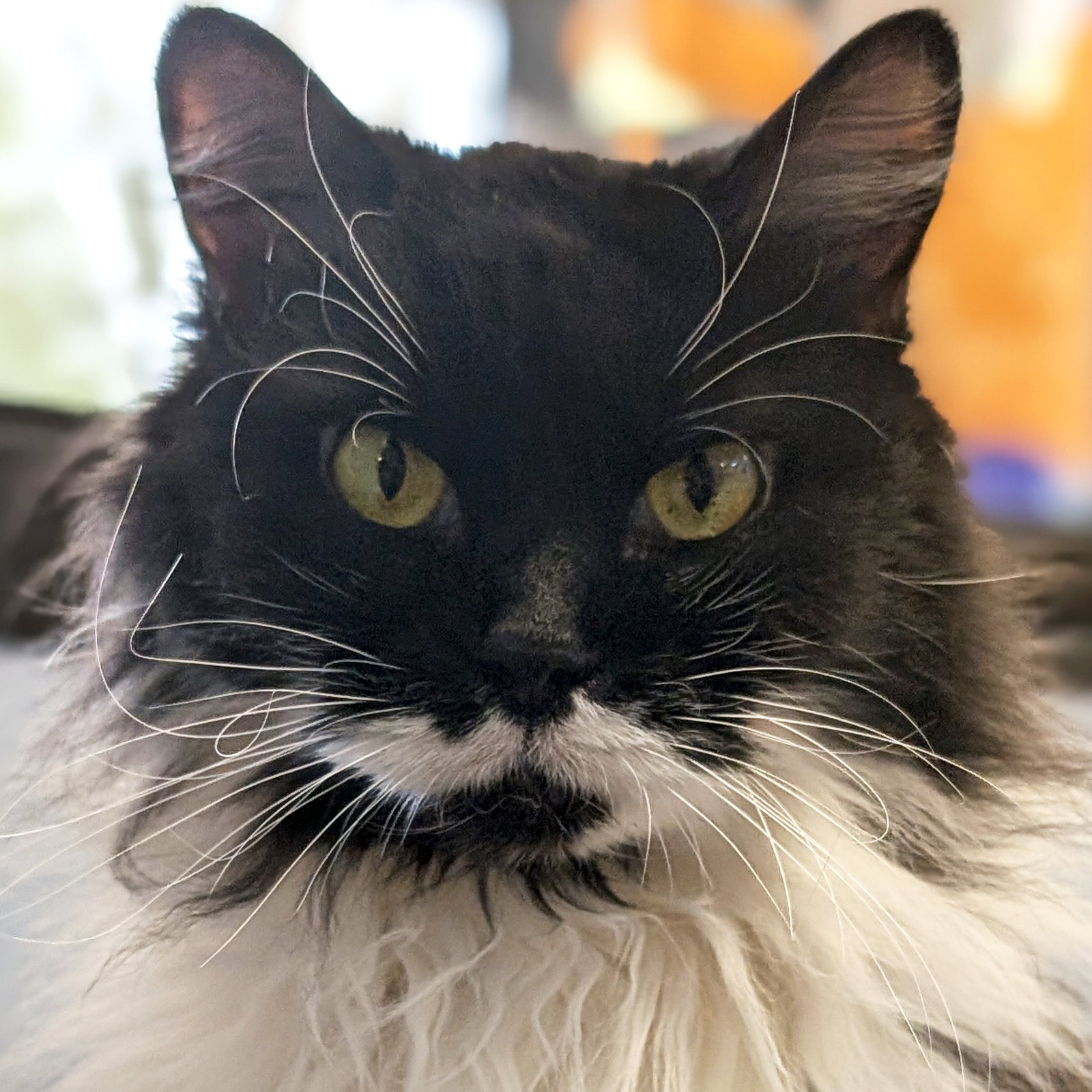 Mika - Adoption Fee Paid!