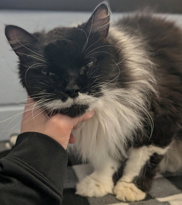 Mika - Adoption Fee Paid!