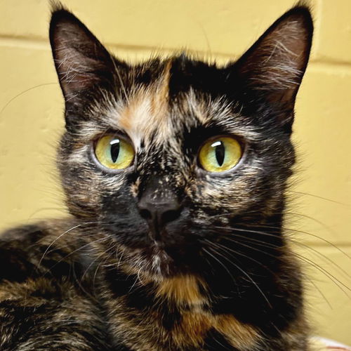 picture of the cat needing adoption