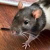adoptable Rat in jefferson, WI named Summer - Name Your Own Adoption Fee!