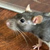 adoptable Rat in jefferson, WI named May - Name Your Own Adoption Fee!