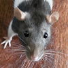 adoptable Rat in jefferson, WI named June - Name Your Own Adoption Fee!