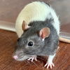adoptable Rat in  named August - Name Your Own Adoption Fee!