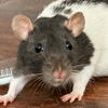 adoptable Rat in  named April - Name Your Own Adoption Fee!
