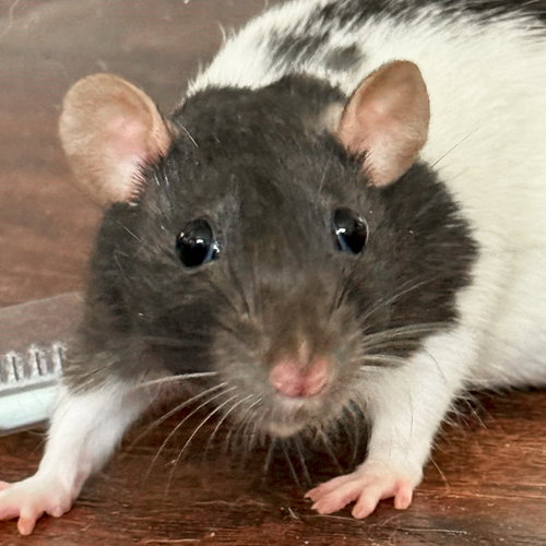 APRIL - NAME YOUR OWN ADOPTION FEE! - Rat available for adoption