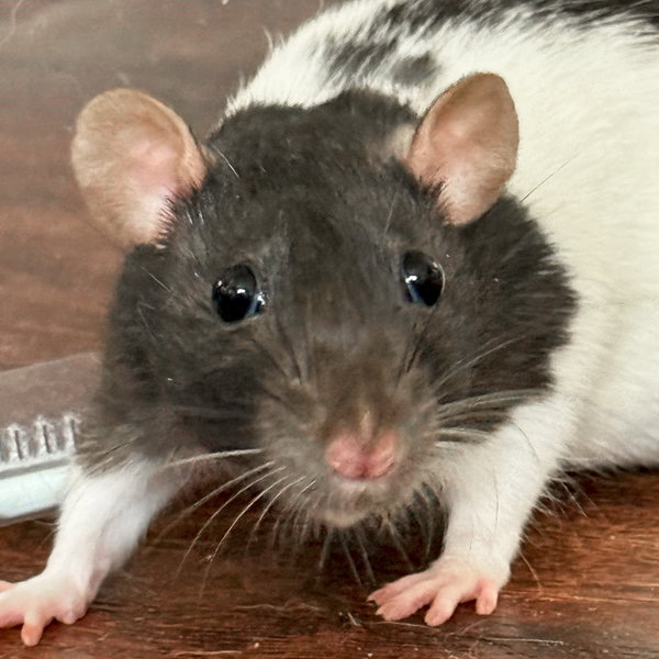April - Name Your Own Adoption Fee!