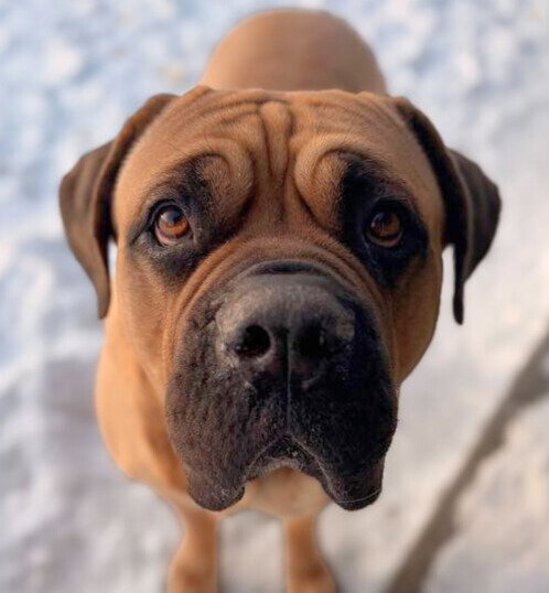 REMY - Mastiff available for adoption