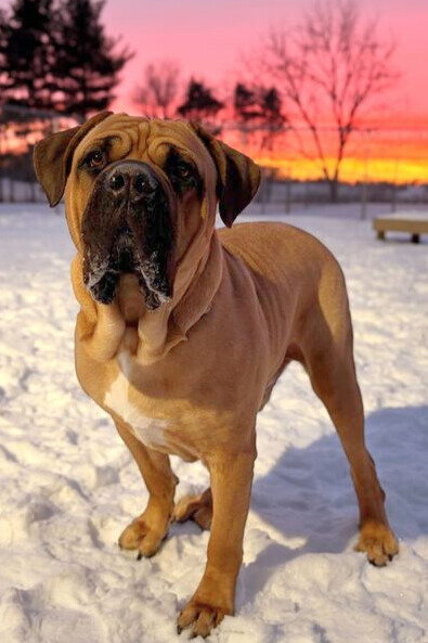 Remy