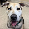 Boa - Name Your Own Adoption Fee! - Photo 1