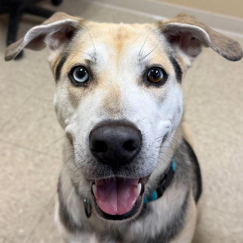 BOA - NAME YOUR OWN ADOPTION FEE! - German Shepherd Dog available for adoption