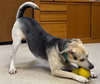 Boa - Name Your Own Adoption Fee! - Photo 3