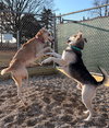 Boa - Name Your Own Adoption Fee! - Photo 4
