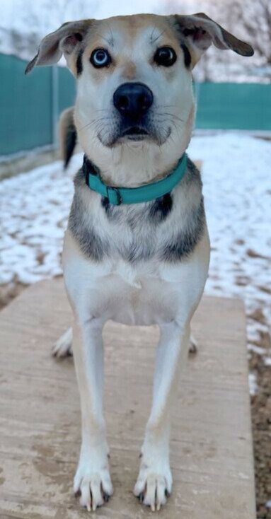 BOA - NAME YOUR OWN ADOPTION FEE! - German Shepherd Dog available for adoption